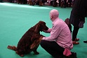 Crufts2011 416